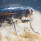 An alkali fly creates a protective bubble in order to dive in Mono Lake. (Image: Floris van Breugel / Caltech)